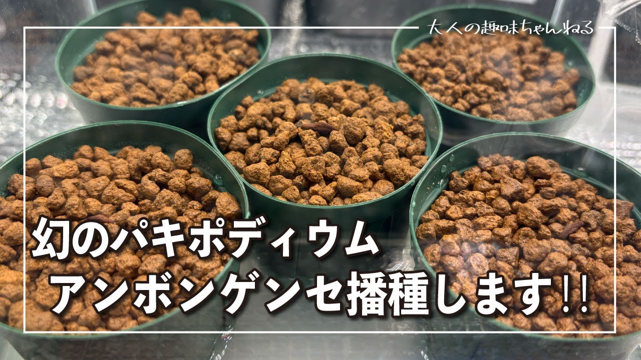 【塊根植物】アンボンゲンセ播種します！