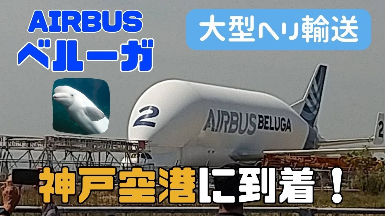 エアバスの「ベルーガ」が神戸空港に！大型ヘリ輸送 その姿はまるで