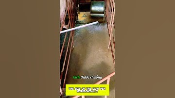 Kích thước chi tiết chuồng heo nái bầu #villagelife #channuoibenvung