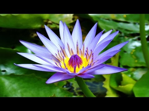 Top 10 Colorful Water Lilies Ever You Seen | Amazing Flowers Video(HD)