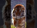 اخرج ما بداخلك من قوه