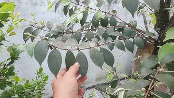 Cây sim rừng cổ thụ độc lạ Bình Dương