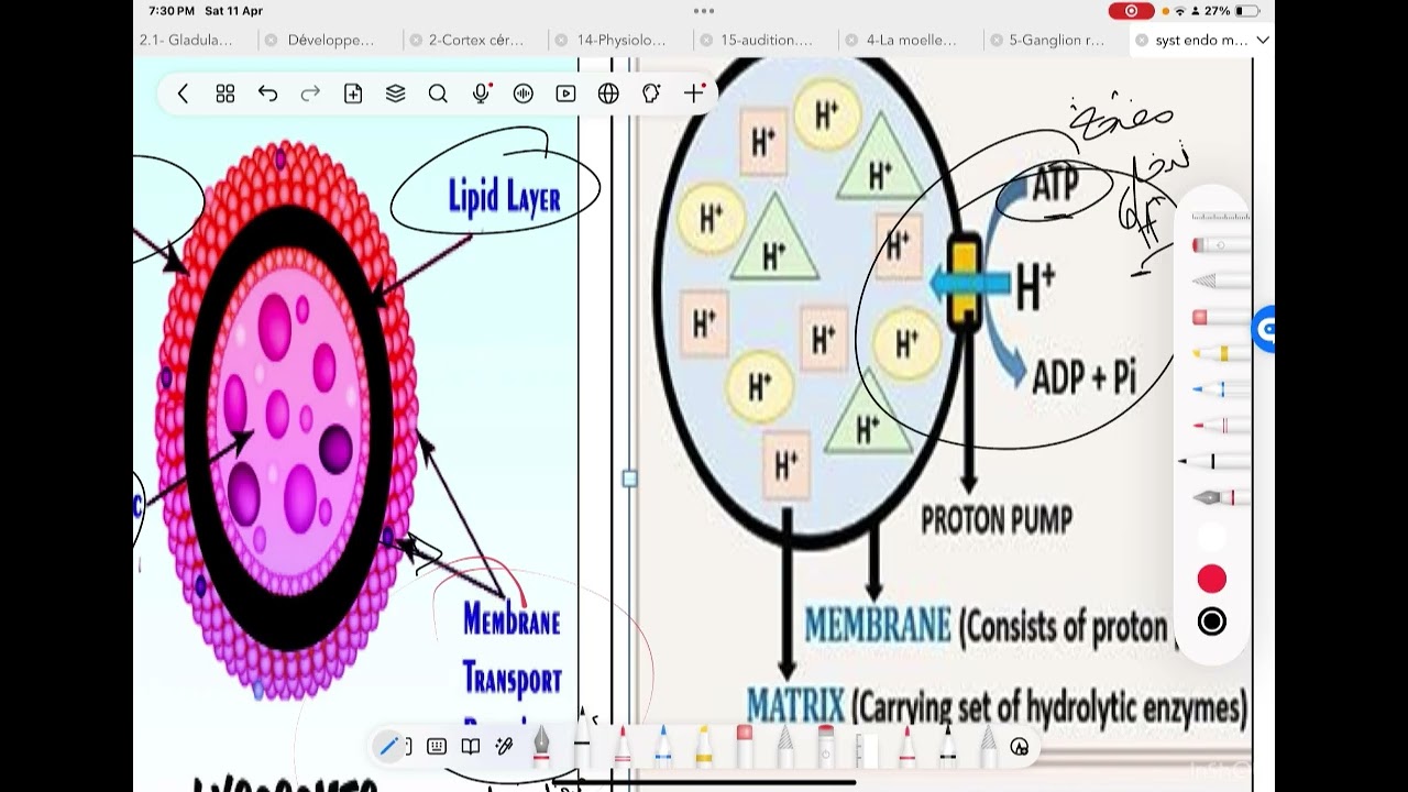Cytology lecture🧫: Lysosomes / 1st year of medecine .