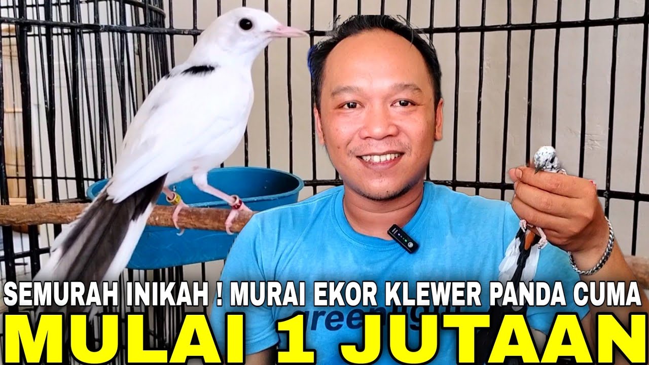 TERJUN BEBAS ! CUMA MULAI 1 JUTAAN SUDAH DAPAT MURAI BATU TRAH EKOR 32 CM, BLOROK DAN PANDA DISINI !