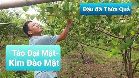 Táo Đại Mật-Kim Đào Mật Đậu Quả Sai Chi Chít l Núi Đồi Lục Ngạn