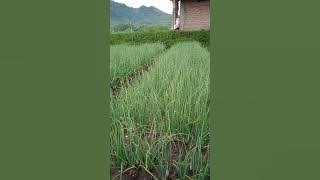 Red onion farming at 27 days after planting