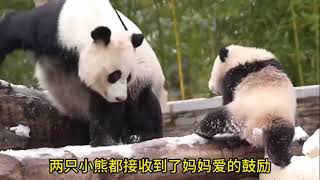 福宝的新邻居们：蕊蕊妈妈家教严格，教训女儿和干儿子绝不手软#panda #푸바오 #fubao