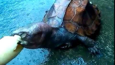 RÙA - Sa Nhân ăn chuối, không cắn tay nữa - 6/10/2016