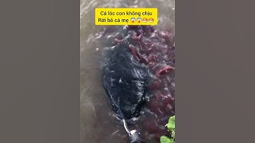 Cần thủ vui mừng khi câu được cá lóc khủng #cacconvat #docla #fishing