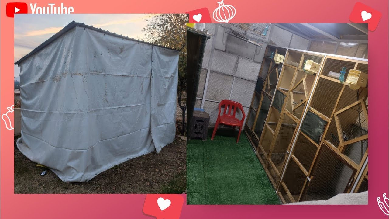 قياسات الاقفاص والمحمية الخاصة لبلابل ابيض الخدين ؟