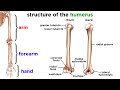Exploring The Human Skeleton: Structure And Function Of Bones