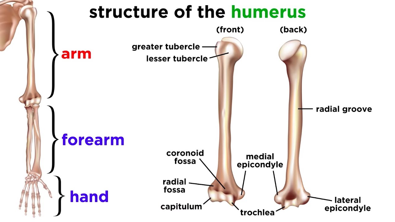 The Skeletal System Youtube