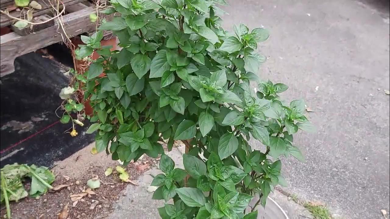 Coldasil, a hardy basil and prolific variety YouTube