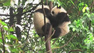 Panda Da Mei and Xiao Xin fight for the best seat for the tree