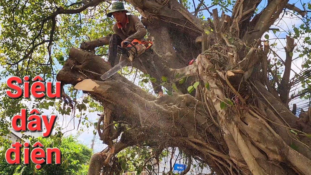 Cưa cây Lâm Vồ cổ thụ siêu khủng lồ / Sawing a super giant ancient Lam Vo tree | P2 | T418