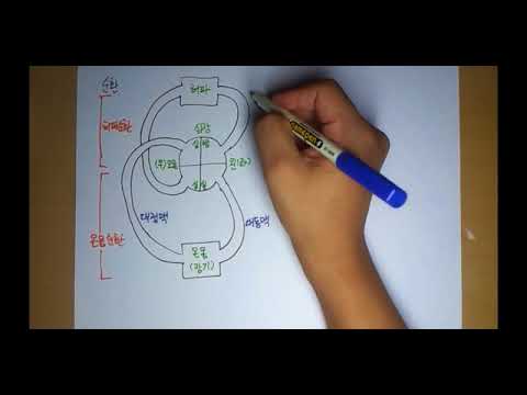 해부생리학 4-6 순환의 종류 by learning mate