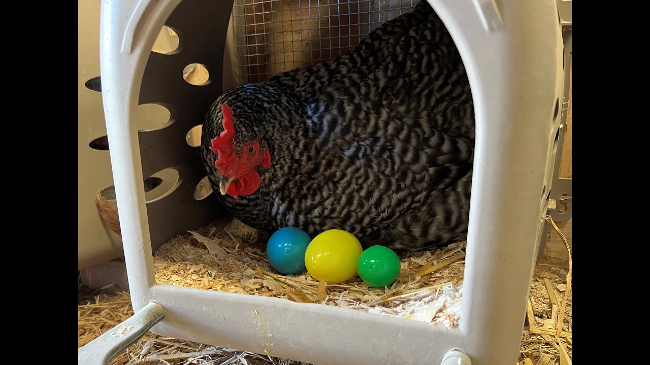 How Are Easter Eggs Made Where Do Easter Eggs Come From YouTube