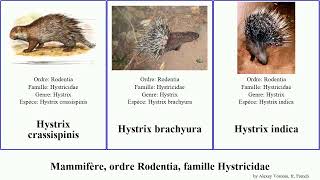 Mammifère, Ordre Rodentia, Famille Hystricidae Hystrix Mammal Porcupine Indica Afric Pumila