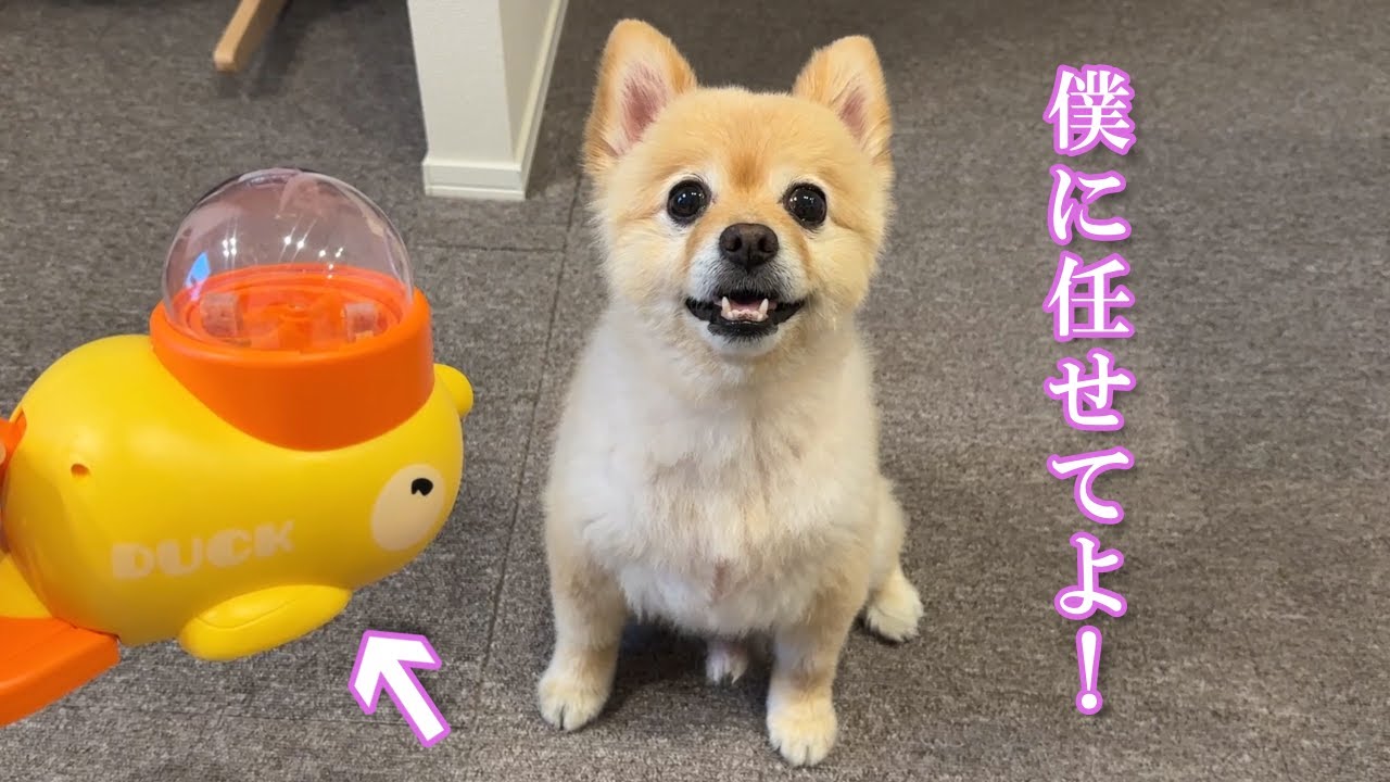 話題の知育おもちゃに挑戦するポメラニアンが可愛過ぎました…笑 - YouTube