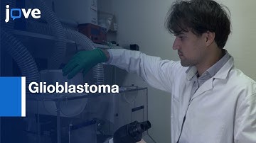 3D Spheroid Model for Glioblastoma | Protocol Preview