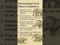 elephant