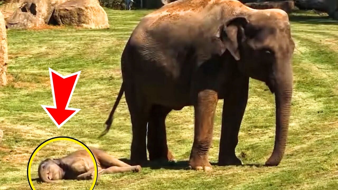 Baby Elephant Was Lying Still On The Ground. Then Its ...