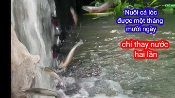 Nuôi cá lóc trong bể bạt được một tháng mười ngày /Chủ nhật 47vilog #bophovequelapnghiep