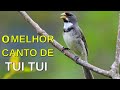 O MELHOR CANTO DE TUI TUI ZEL ZEL POR 10 HORAS