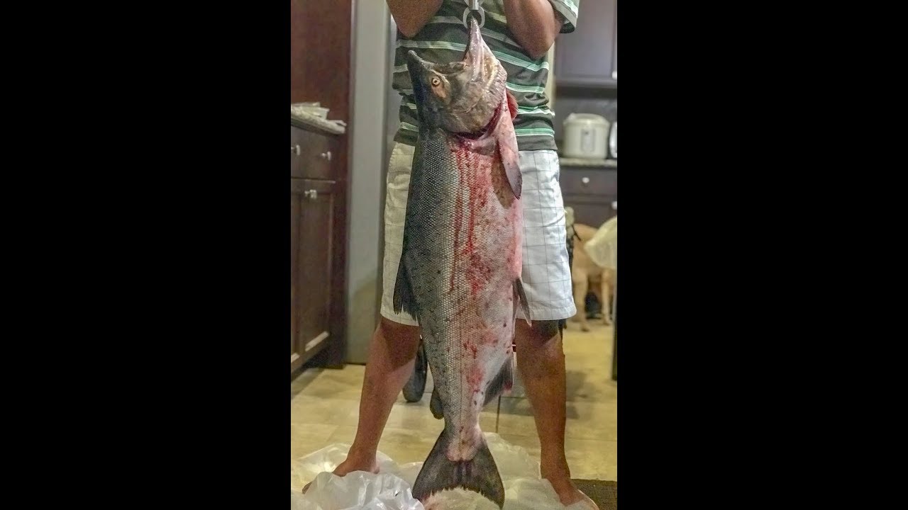 2019 EPIC Hog King Salmon (Two 20+ lbers and one 30+ lbers) From a