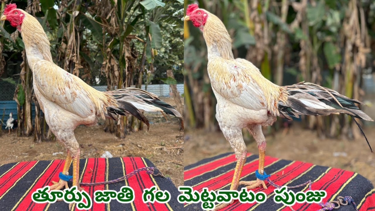 తూర్పు జాతి గల మెట్టవాటం పుంజు||Pala Abrass Punju||9014065276||Good Quality Solid Body||