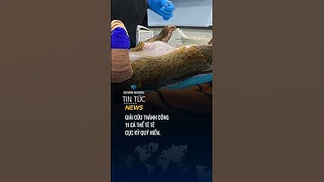 Giải cứu thành công 11 cá thể tê tê cực kỳ quý hiếm