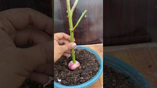 How to grow roses in onion shorts garden plants youtubeshorts gardening trees