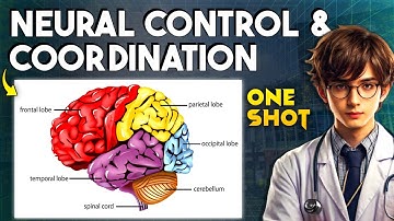Neural Control and Coordination Quick Revision ONE SHOT | Class 11 Biology NEET