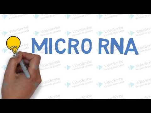 Video: Il MicroRNA-451 è Sottoregolato Nel Liquido Follicolare Delle Donne Con Endometriosi E Influenza Il Potenziale Embrionale Di Topo E Umano