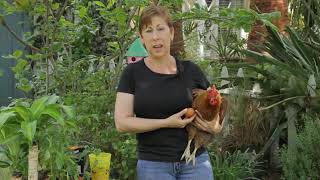 How to Get My Chickens to Lay Eggs Inside the Coop How To Get My Chickens To Lay Eggs Inside The Coop Garden Space