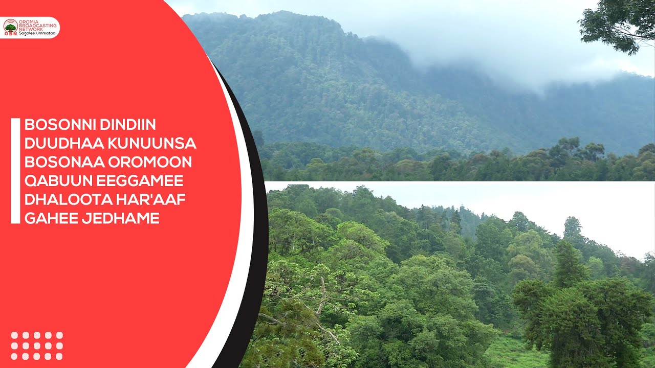 Bosonni Dindiin Duudhaa Kunuunsa Bosonaa Oromoon Qabuun Eeggamee dhaloota har'aaf gahee jedhame