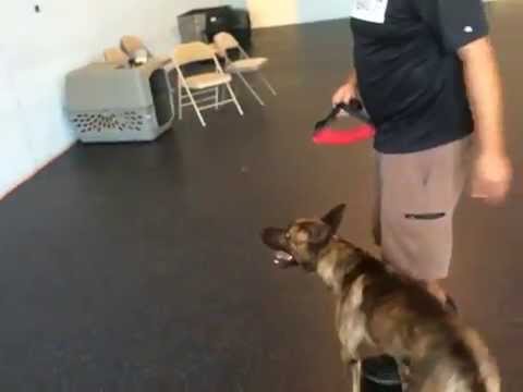 One of the coolest dog tricks!!