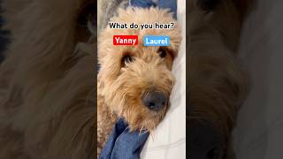 There is only one correct answer and Leo knows it #dog #puppy #goldendoodle #viral #viralpets