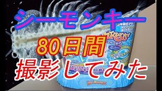 シーモンキーの寿命や最後は 育て方とコツをまとめてみた 豆ちし記