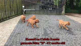 Litter "S": SAHARA, SAWA, SAMBOR, SELEN & SHAMAN ex Cubile Lamia. #kennel #doguedebordeaux #dog