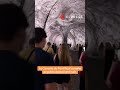 Ouverture de la Caverne du Pont Neuf de JR à Paris : une installation géante reproduisant une grotte