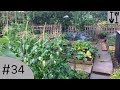 200 Subscribers &amp; a Wet Day at the plot - Nick&#39;s Allotment Diary #34