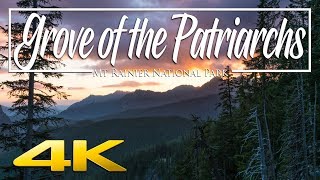 Grove of the Patriarchs - Mt Rainier National Park 4K