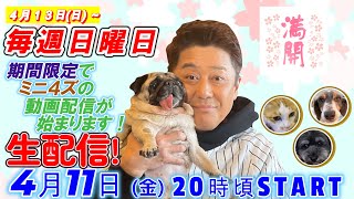 【期間限定で毎週日曜日もミニ４ズの動画を公開します！】４月１１日（金）よる８時頃から生配信！譲渡会やイベントのお知らせ！さかがみ家カフェが一周年！？近況のご報告と素敵なお知らせが盛りだくさん！！