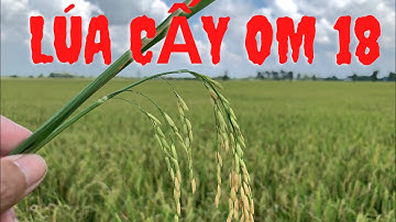 Lúa OM 18 cấy chuẩn bị lúa giống cho vụ Đông Xuân 2021-2022