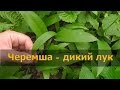 ДАРЫ ПРИРОДЫ: черемша (дикий лук, колба)