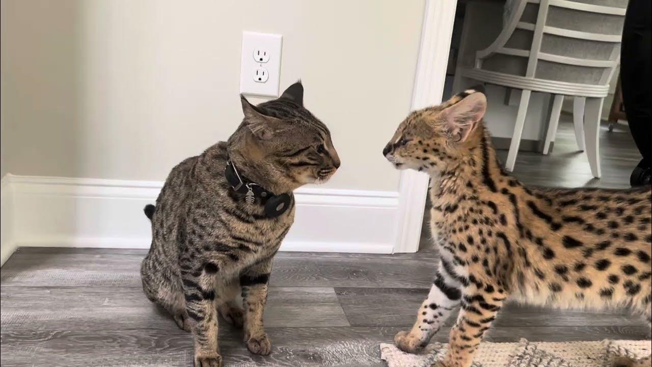 Serval Sounds and Attack YouTube