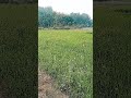 My video ko like karo share karo jyada jyada video ko share karo bhai aap log share kar👍♥️♥️
