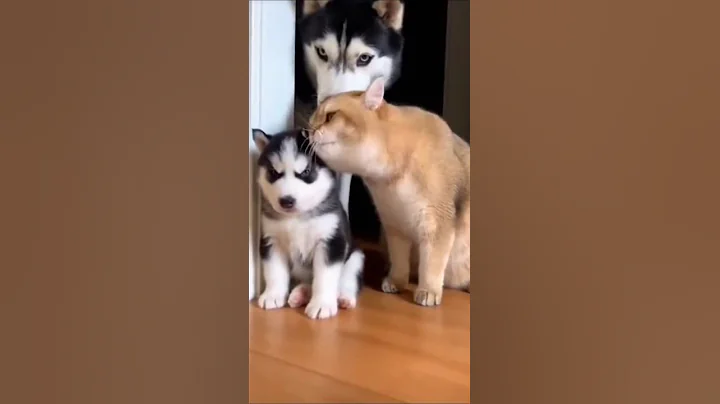 Watch the video about Golden British Shorthair Smacks Baby Husky Until Mama Walks In 😂🐶🐱