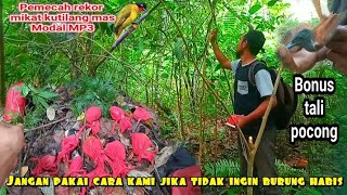 mikat kutilang emas dapat banyak